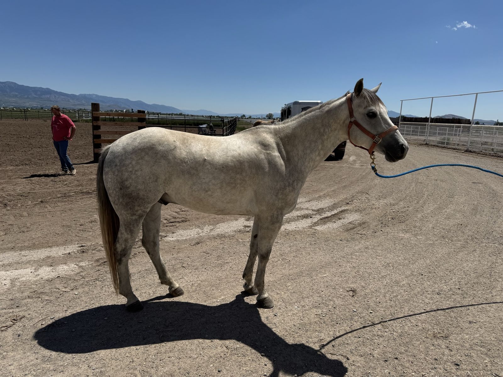 5-Year-Old Registered Gelding
