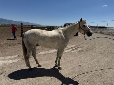 5-Year-Old Registered Gelding