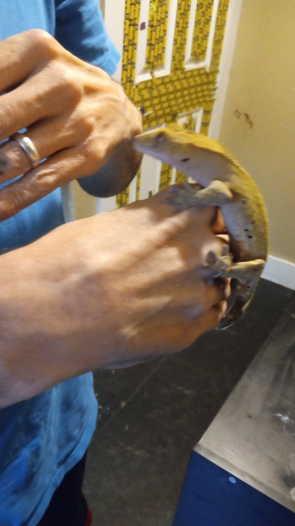 Adult Male Crested Gecko
