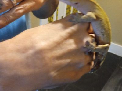 Adult Male Crested Gecko