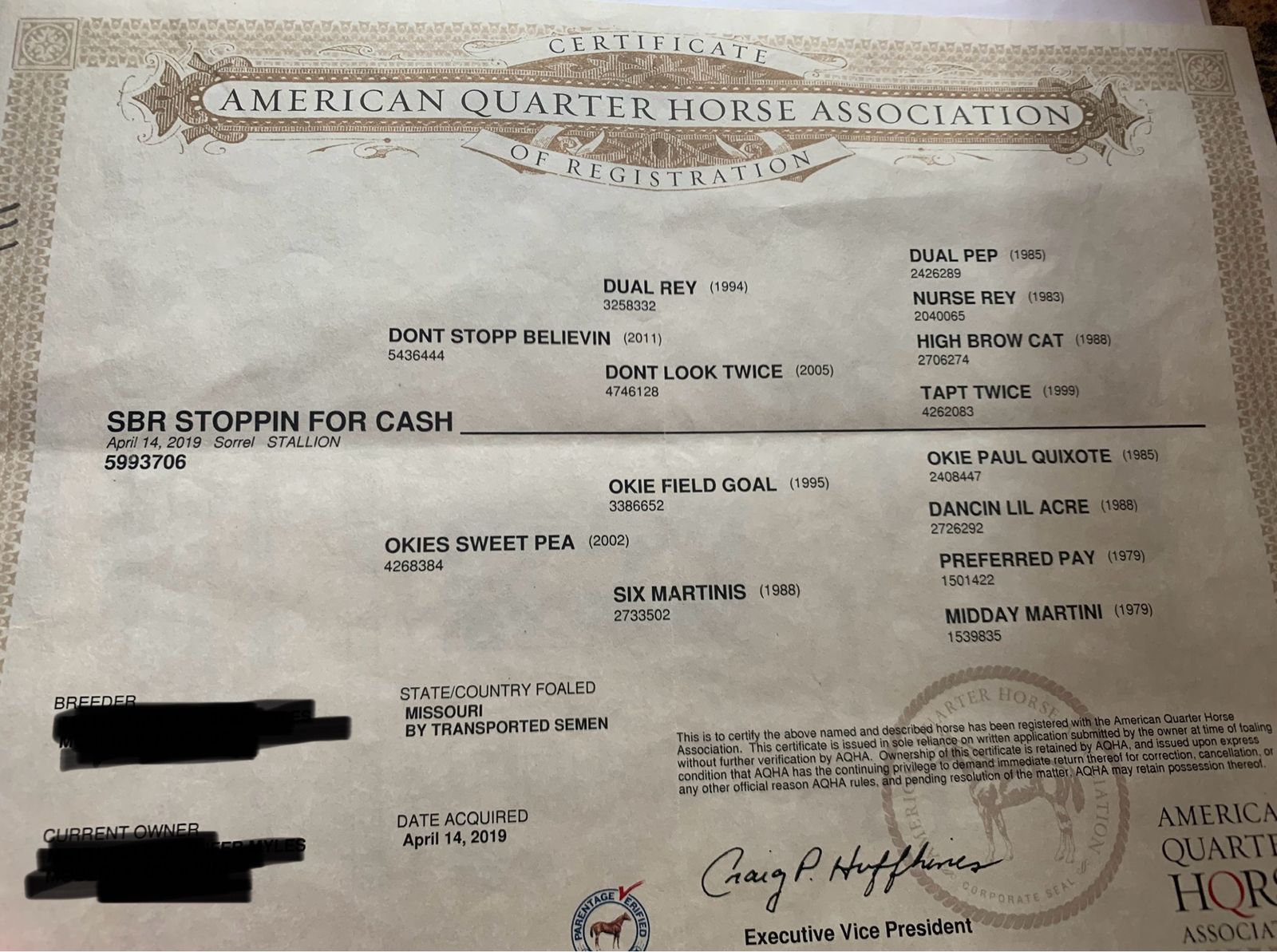 SBR STOPPIN FOR CASH 2019 AQHA Sorrel Gelding - roping prospect