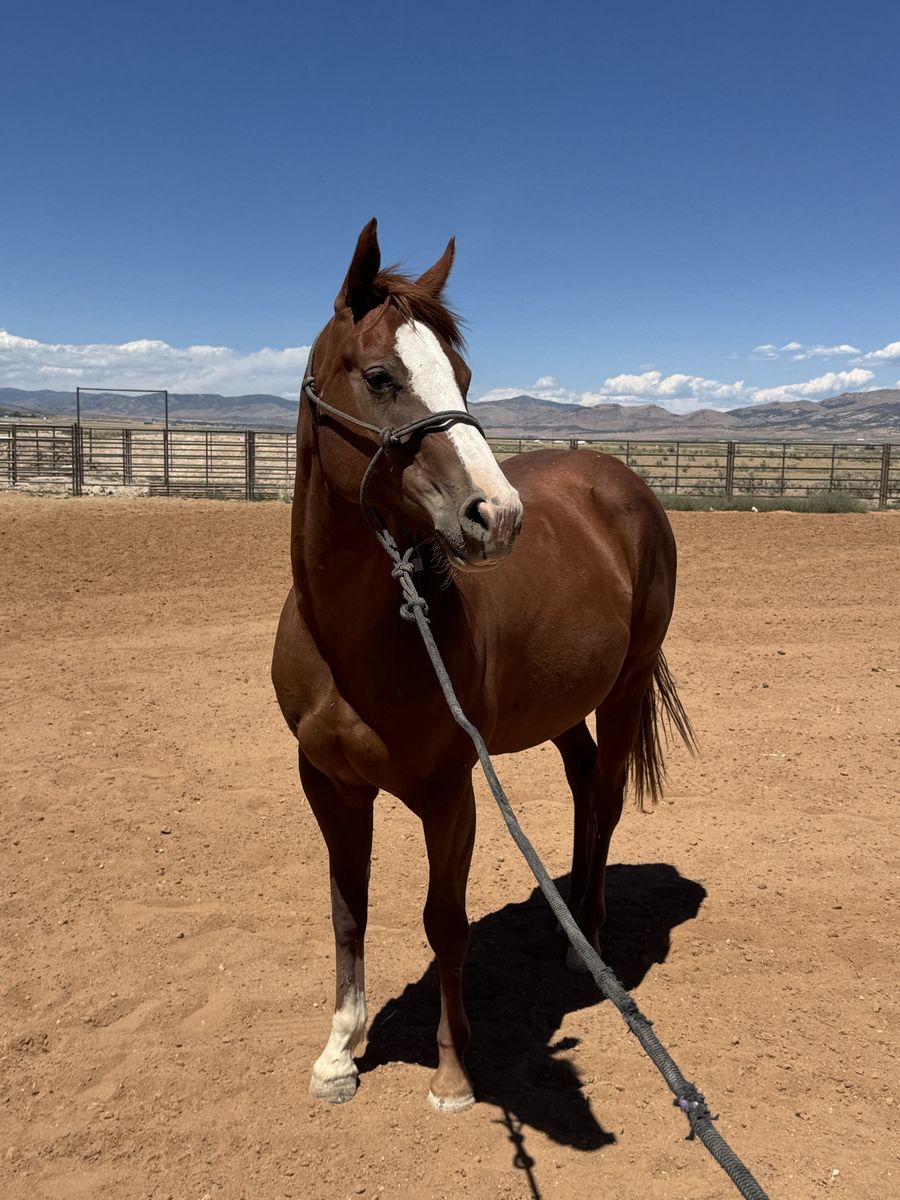 3 year old mare
