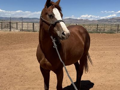 3 year old mare