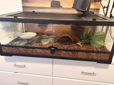 20L Reptile Habitat Tank with Accessories, Lighting, and Fluker's Supplies