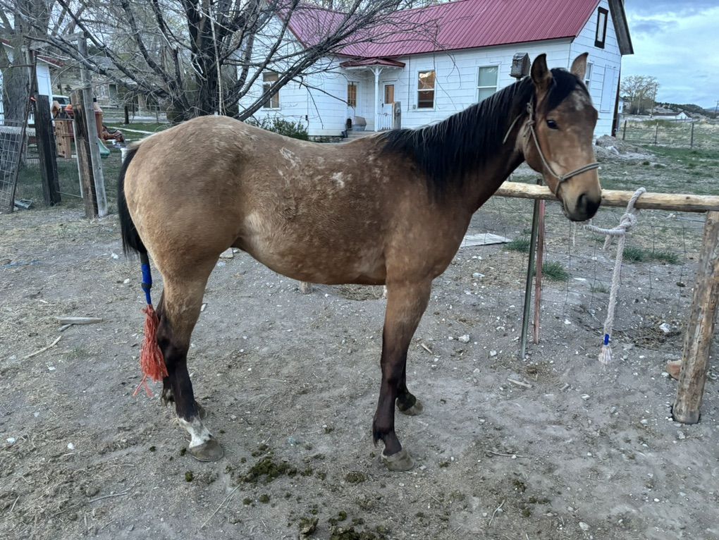 Gentle BuckSkin Gelding