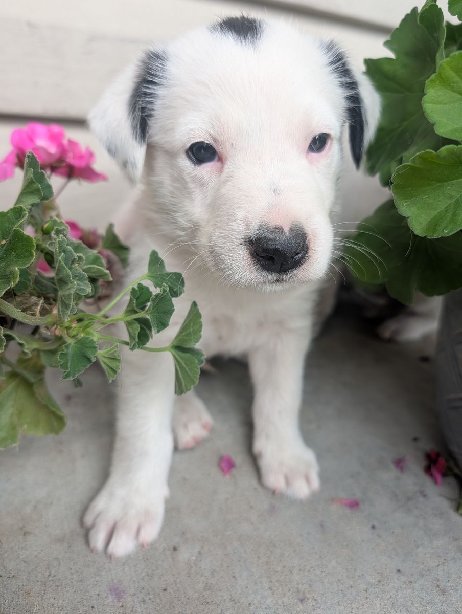 Idaho Shag/ Border Collie Puppies
