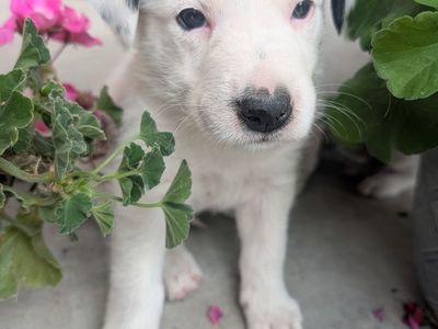 Idaho Shag/ Border Collie Puppies