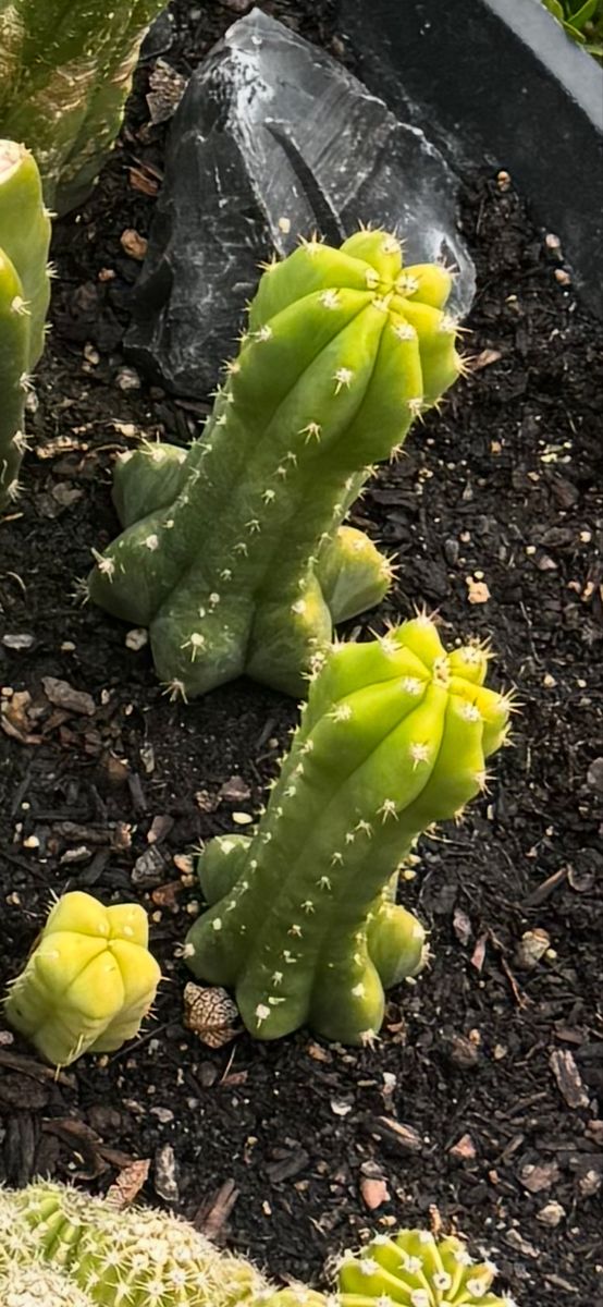 Healthy Live Potted Cactus Plant with Ribbed Stem. San Pedro 