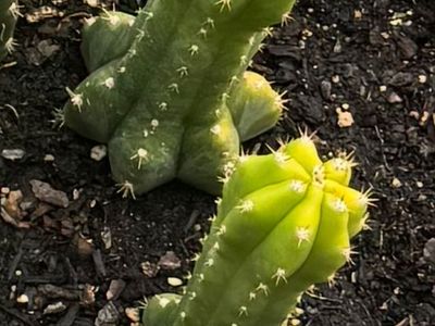Healthy Live Potted Cactus Plant with Ribbed Stem. San Pedro