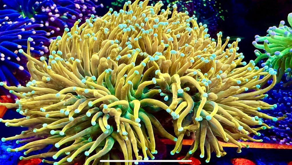 TCK Master Torch Coral