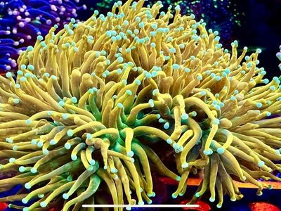 TCK Master Torch Coral