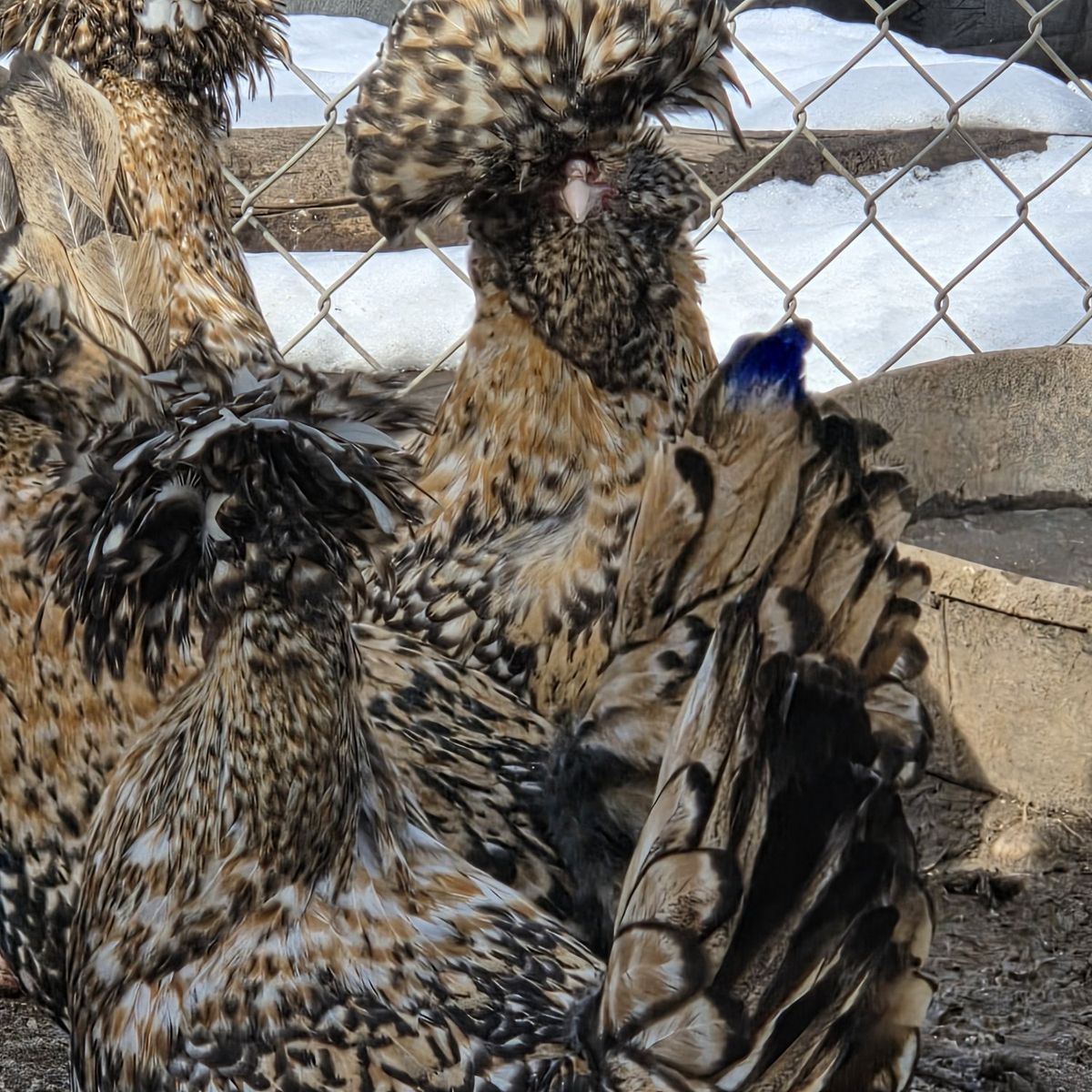 Candy Corn Polish Chicks