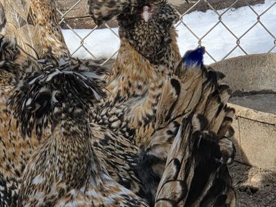 Candy Corn Polish Chicks