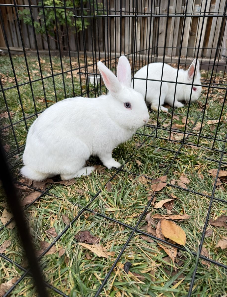 Looking For A Loving Home Bunnies