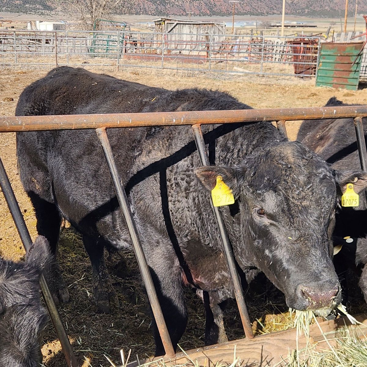 Angus bull for lease.