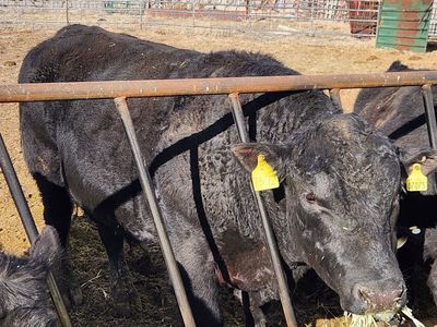 Angus bull for lease.