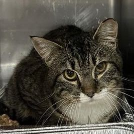 Hello my name is Sandpiper