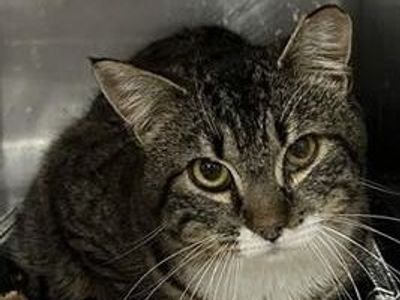 Hello my name is Sandpiper