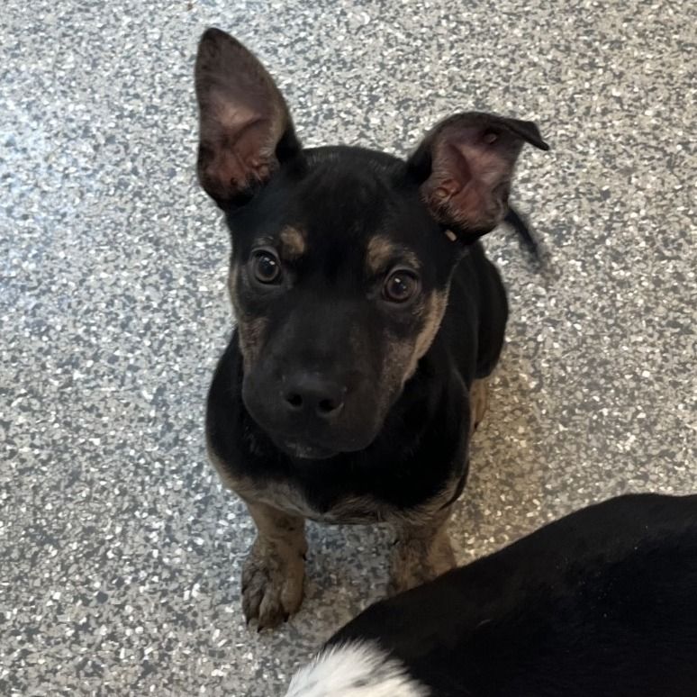 Hello my name is Barnes