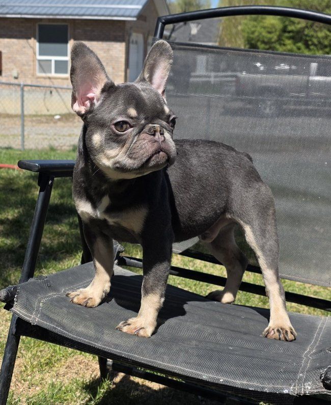 French Bulldog Male Blue Puppy