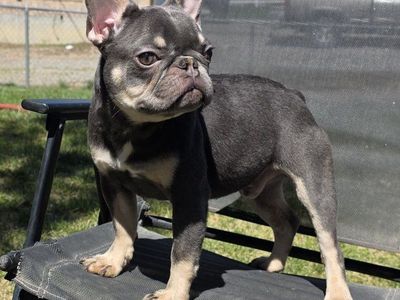 French Bulldog Male Blue Puppy