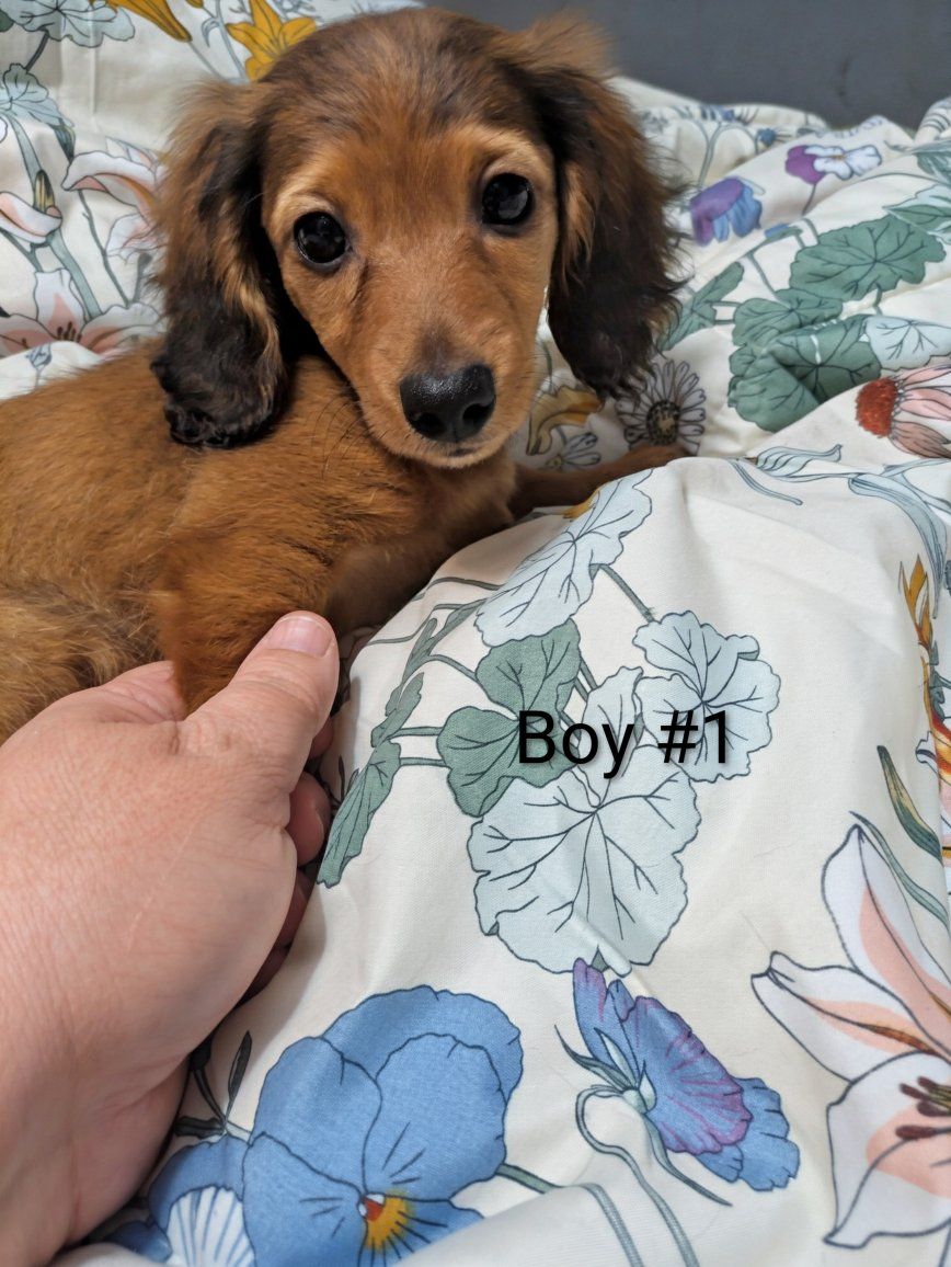 Purebred Miniature Dachshund Puppies