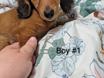 Purebred Miniature Dachshund Puppies
