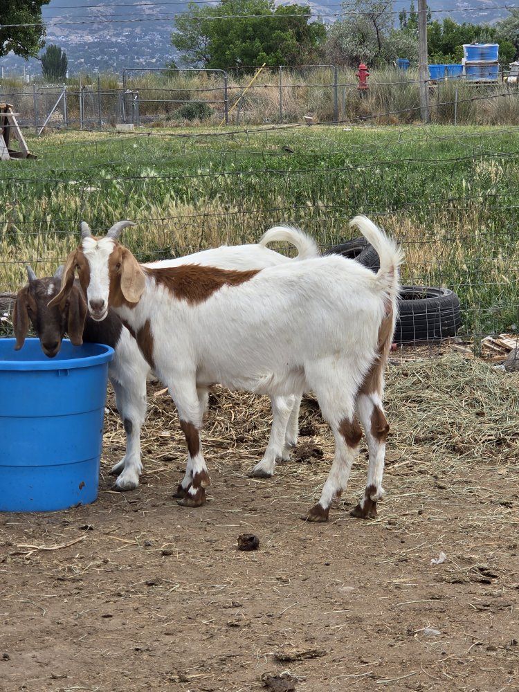 GOATS