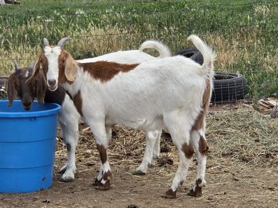 GOATS