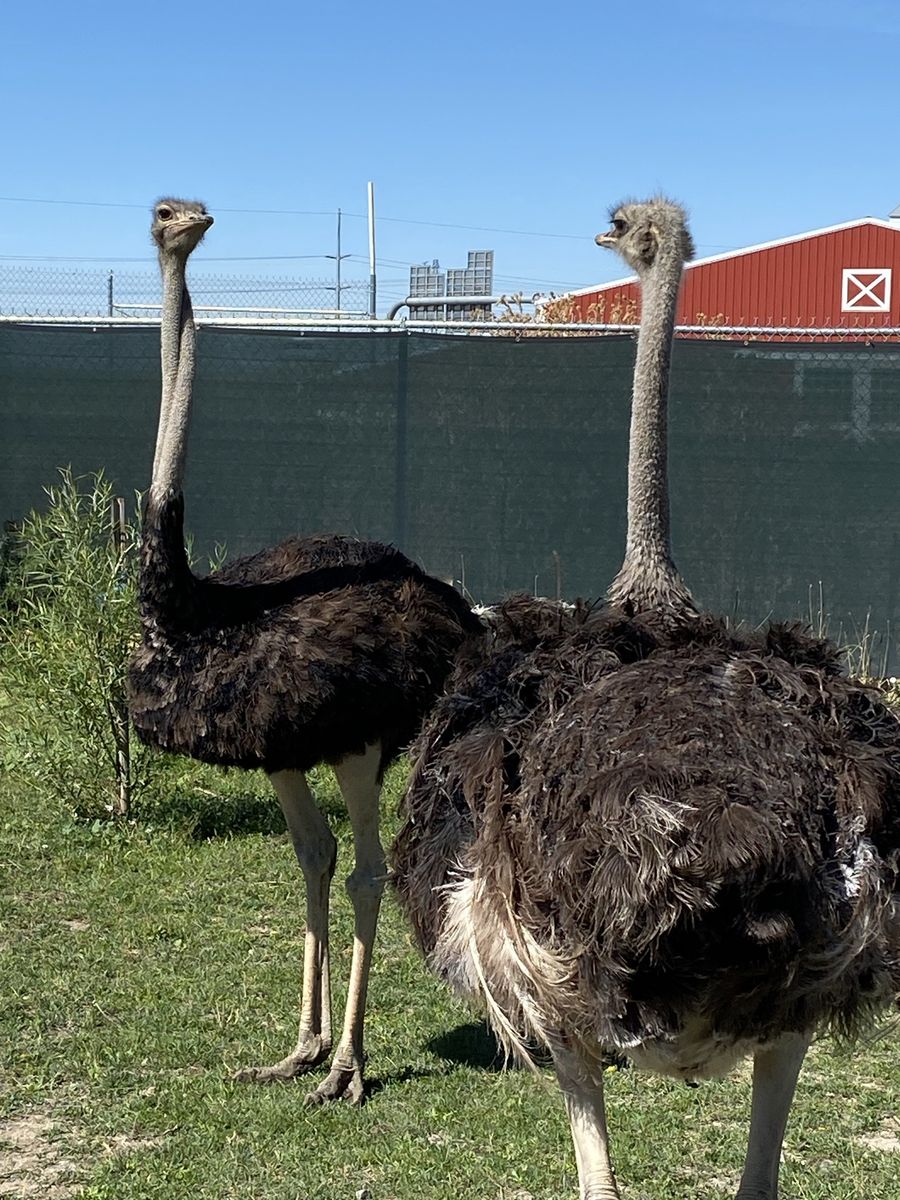 Ostriches for sale