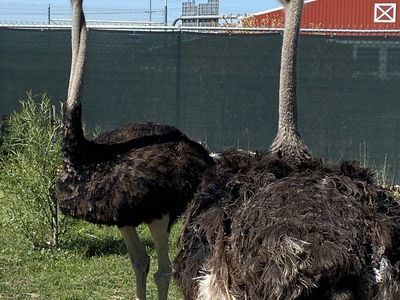 Ostriches for sale