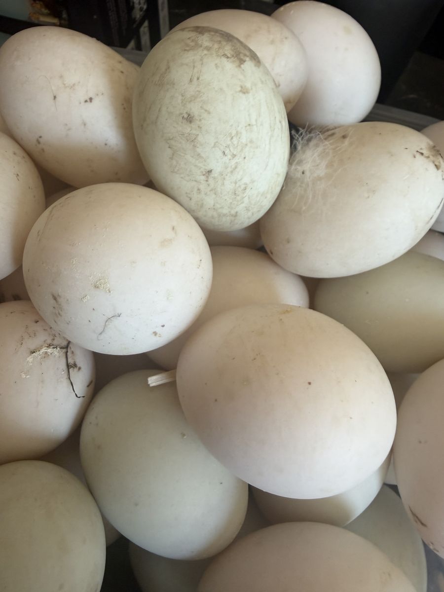 Duck eggs