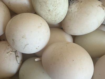 Duck eggs