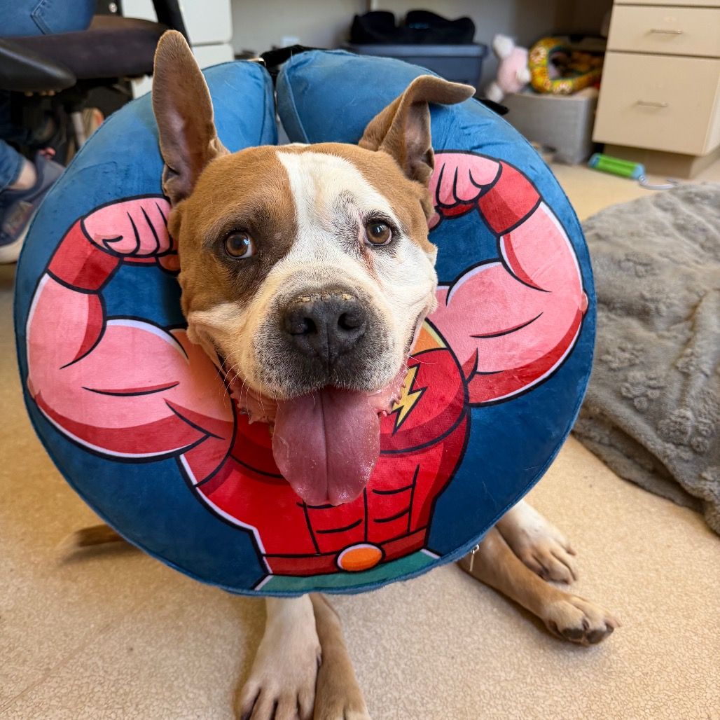 Hello my name is Rocky