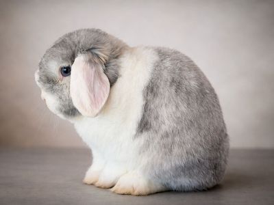 Pedigreed VM WE Holland Lop Buck