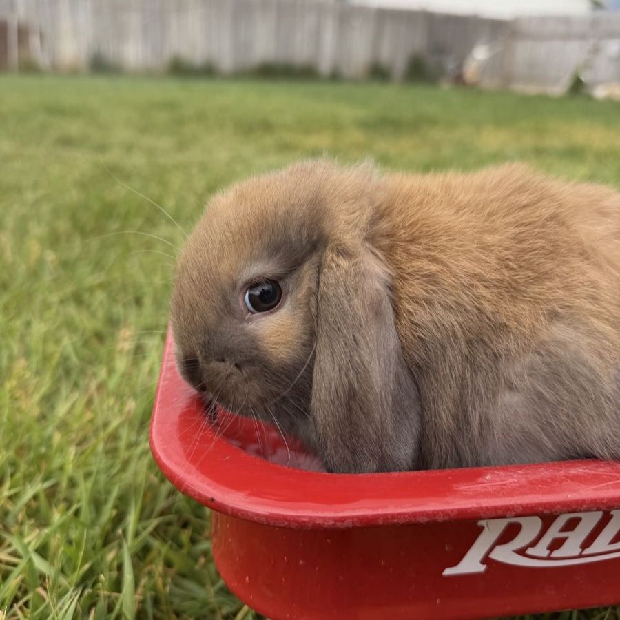 Holland Lop