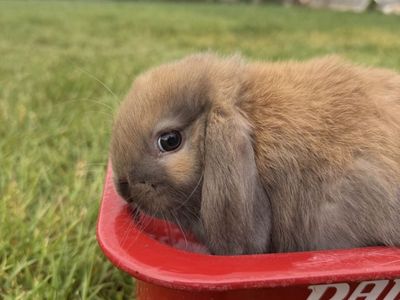 Holland Lop