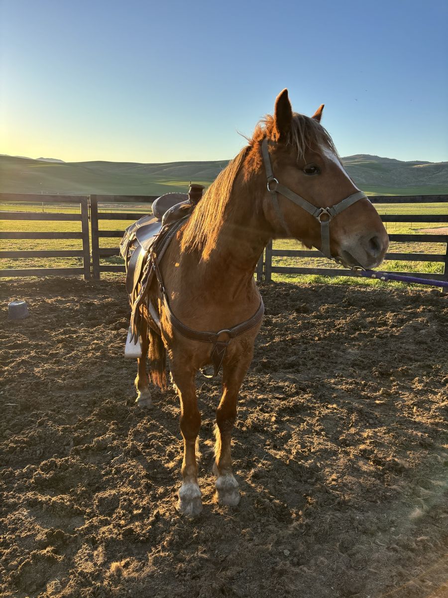 4 Year Old Grade Quarter Horse Gelding