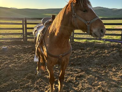 4 Year Old Grade Quarter Horse Gelding