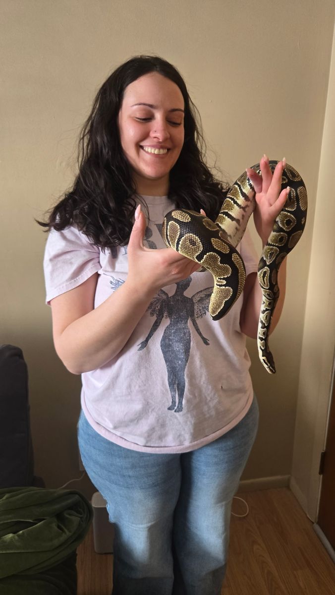Ball Python