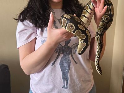 Ball Python