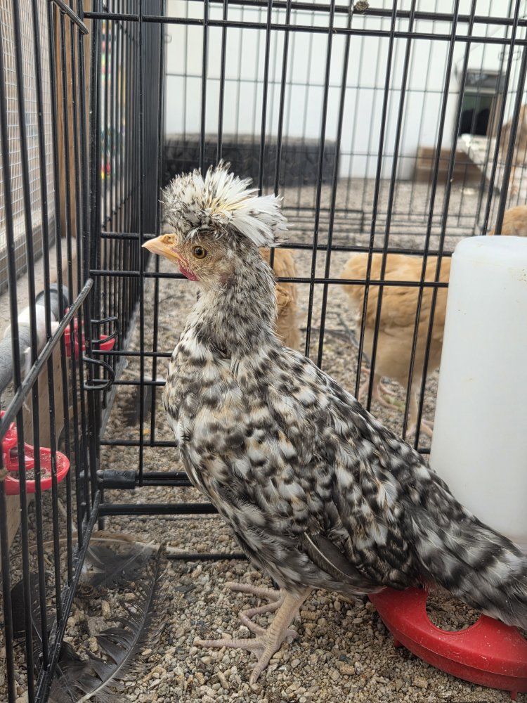 Polish Rooster