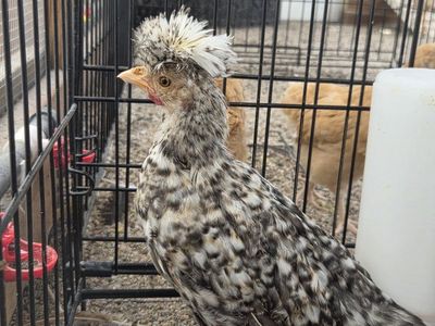 Polish Rooster