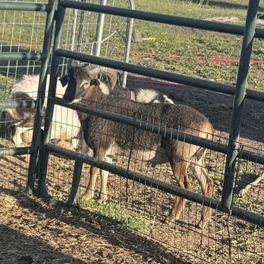 Looking for hair sheep ewes (old or bummer ok) I could trade you boer goat kids