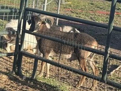 Looking for hair sheep ewes (old or bummer ok) I could trade you boer goat kids