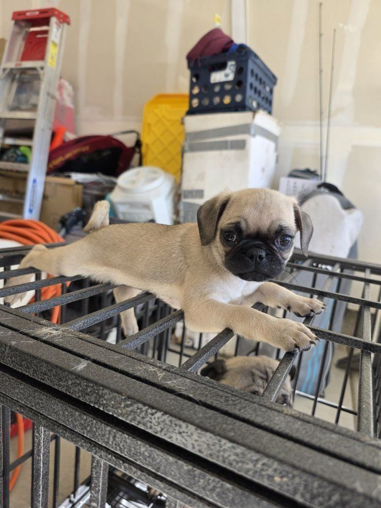 Pug Puppies