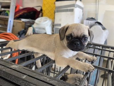 Pug Puppies