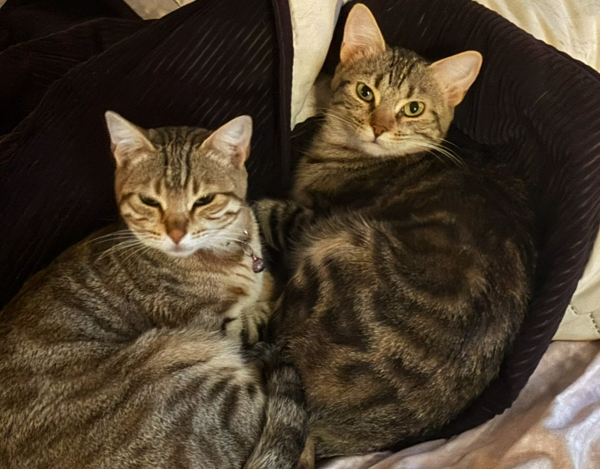 Part Bengal/ tabby kittens