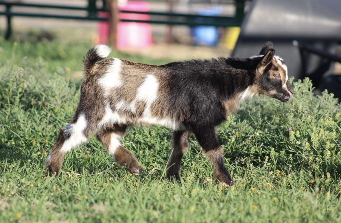 Nigerian Dwarf Goats