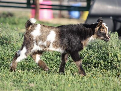Nigerian Dwarf Goats